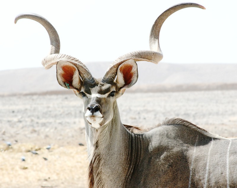 kudu